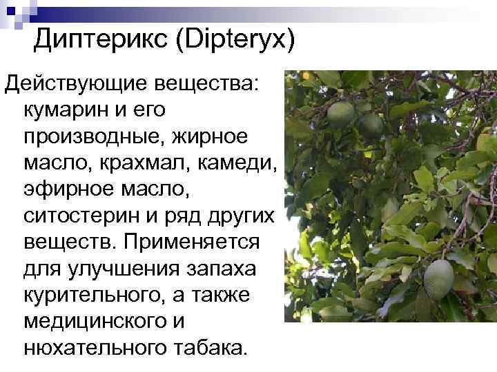 Диптерикс (Dipteryx) Действующие вещества: кумарин и его производные, жирное масло, крахмал, камеди, эфирное масло,