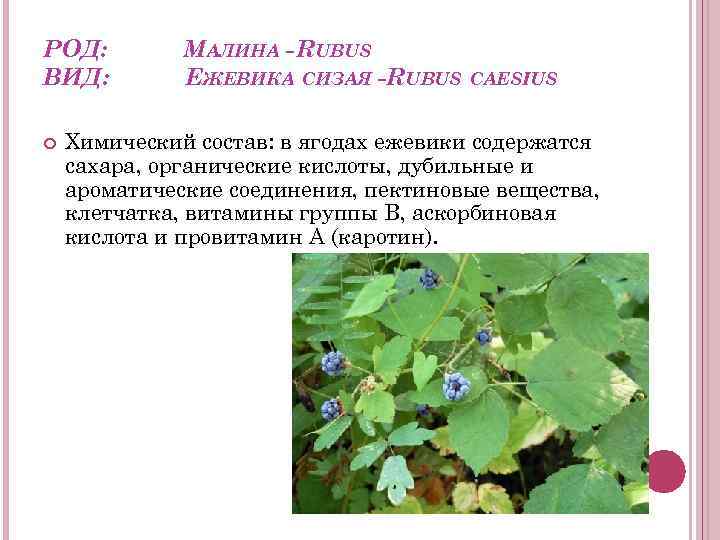 РОД: ВИД: МАЛИНА - RUBUS ЕЖЕВИКА СИЗАЯ -RUBUS CAESIUS Химический состав: в ягодах ежевики