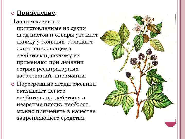 Применение. Плоды ежевики и приготовленные из сухих ягод настои и отвары утоляют жажду у
