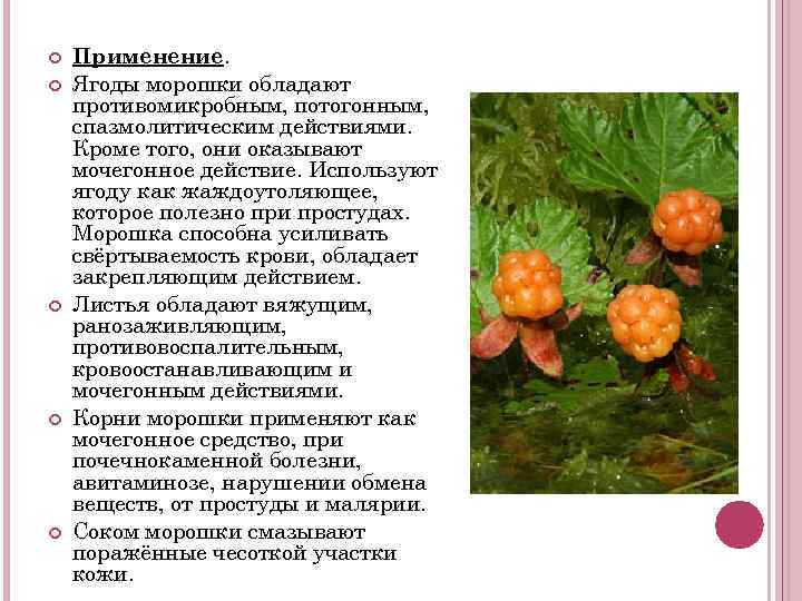  Применение. Ягоды морошки обладают противомикробным, потогонным, спазмолитическим действиями. Кроме того, они оказывают мочегонное