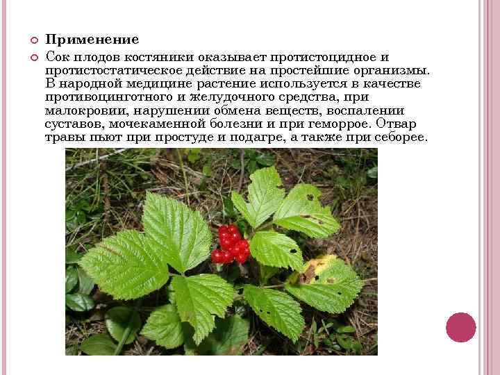  Применение Сок плодов костяники оказывает протистоцидное и протистостатическое действие на простейшие организмы. В