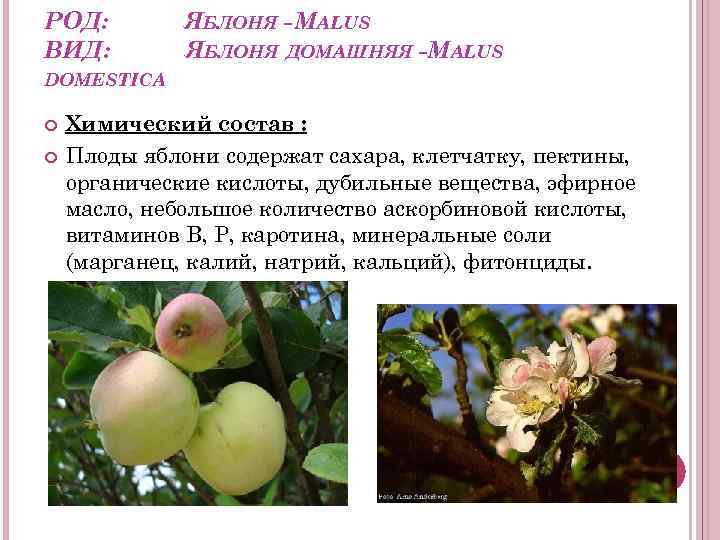 Яблоня относится к растениям. Семейство Розоцветные яблоня. Семейство Розоцветные яблоня Садовая. Семейство Розоцветные яблоня характеристика. Яблоня домашняя (Malus domestica).