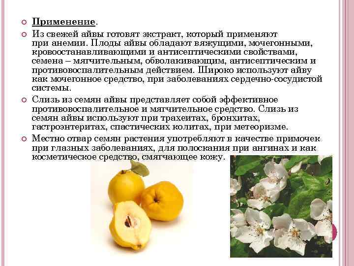  Применение. Из свежей айвы готовят экстракт, который применяют при анемии. Плоды айвы обладают