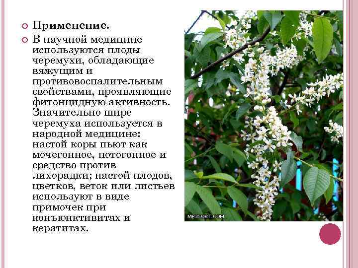  Применение. В научной медицине используются плоды черемухи, обладающие вяжущим и противовоспалительным свойствами, проявляющие