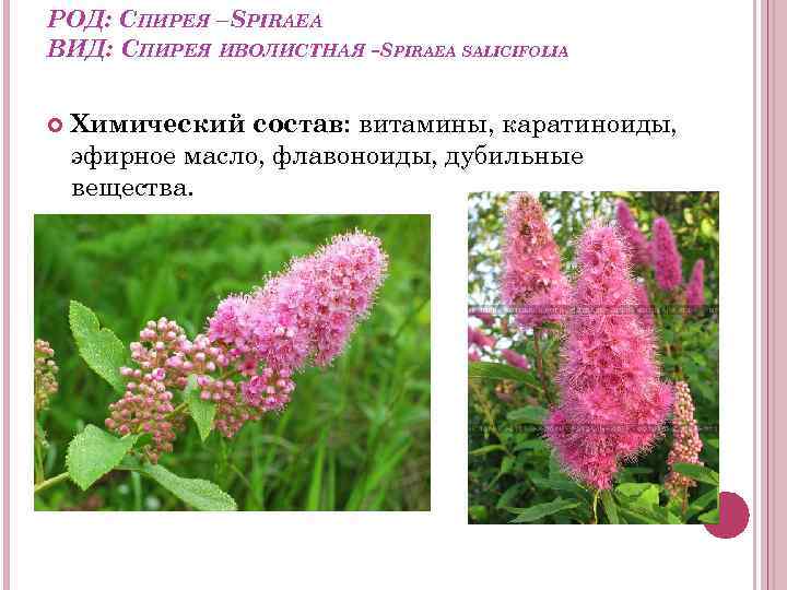 РОД: СПИРЕЯ –SPIRAEA ВИД: СПИРЕЯ ИВОЛИСТНАЯ -SPIRAEA SALICIFOLIA Химический состав: витамины, каратиноиды, эфирное масло,