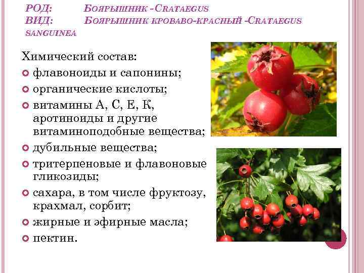 РОД: ВИД: БОЯРЫШНИК - CRATAEGUS БОЯРЫШНИК КРОВАВО-КРАСНЫЙ -CRATAEGUS SANGUINEA Химический состав: флавоноиды и сапонины;