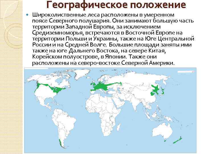 какие леса занимают большую часть россии