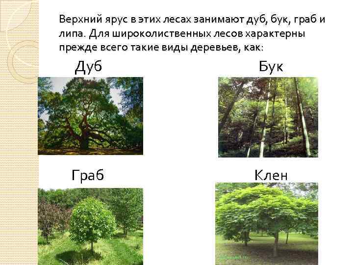 Какие виды характерны для естественной растительности природной зоны представленной на фотографии