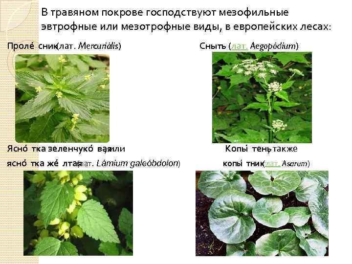 В травяном покрове господствуют мезофильные эвтрофные или мезотрофные виды, в европейских лесах: Проле сник