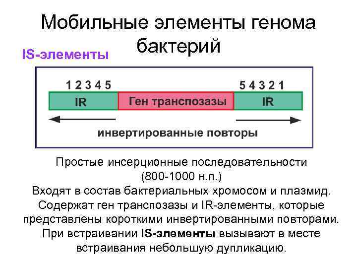 Мобильные элементы генома бактерий IS-элементы Простые инсерционные последовательности (800 -1000 н. п. ) Входят