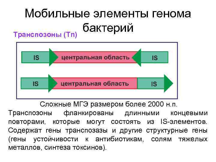 Мобильные элементы генома бактерий Транспозоны (Tn) Сложные МГЭ размером более 2000 н. п. Транспозоны