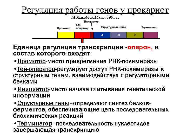 Регуляция работы генов у прокариот М. Жакоб, Ж. Мано, 1961 г. Единица регуляции транскрипции