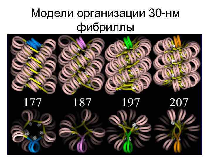 Модели организации 30 -нм фибриллы 