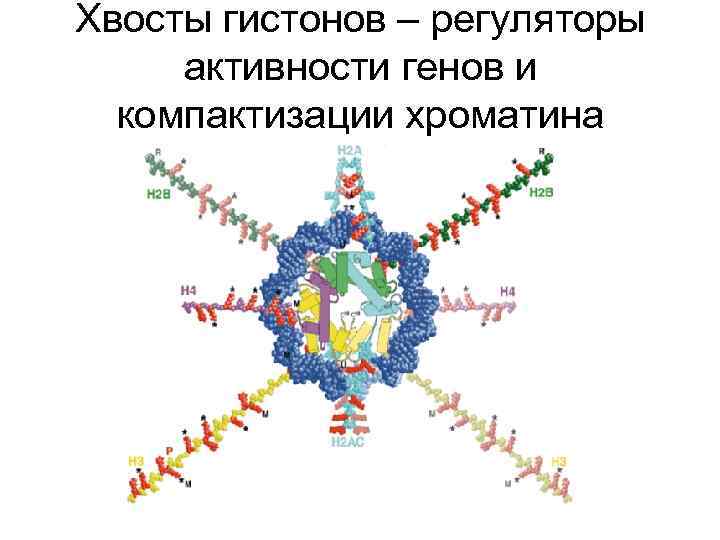 Хвосты гистонов – регуляторы активности генов и компактизации хроматина 