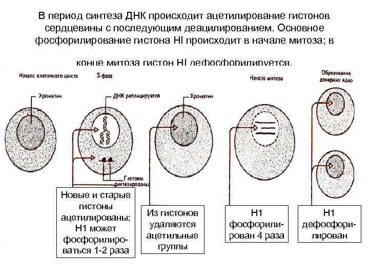 В период синтеза ДНК происходит ацетилирование гистонов сердцевины с последующим деацилированием. Основное фосфорилирование гистона
