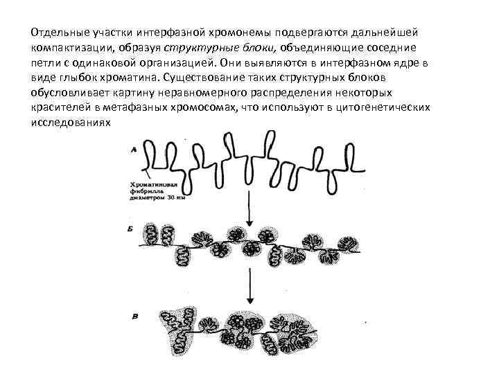 Рассмотрите рисунок на котором представлена схема компактизации упаковки наследственного материала