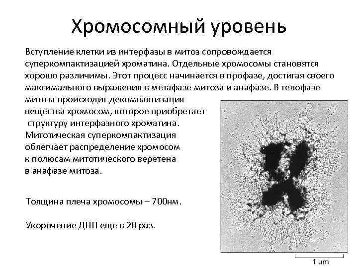 Что собой представляет хроматин. Декомпактизация хроматина. Хроматин интерфазного. Уровень упаковки хроматина в интерфазе. Упаковка ДНК В интерфазной и митотической хромосоме.