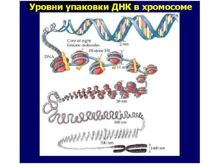 Стадии спирализации хромосом. Уровни упаковки ДНК В хромосоме эукариот. Упаковка молекулы ДНК уровни. Уровни упаковки ДНК В метафазную хромосому. Уровни упаковки ДНК В хромосоме.