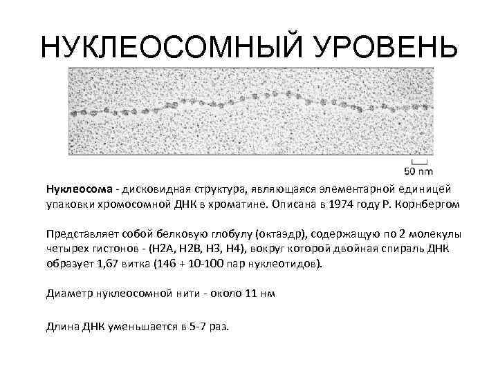 НУКЛЕОСОМНЫЙ УРОВЕНЬ Нуклеосома - дисковидная структура, являющаяся элементарной единицей упаковки хромосомной ДНК в хроматине.