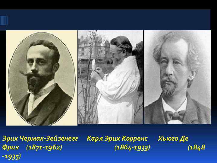 Эрих Чермак-Зейзенегг Карл Эрих Корренс Хьюго Де Фриз (1871 -1962) (1864 -1933) (1848 -1935)