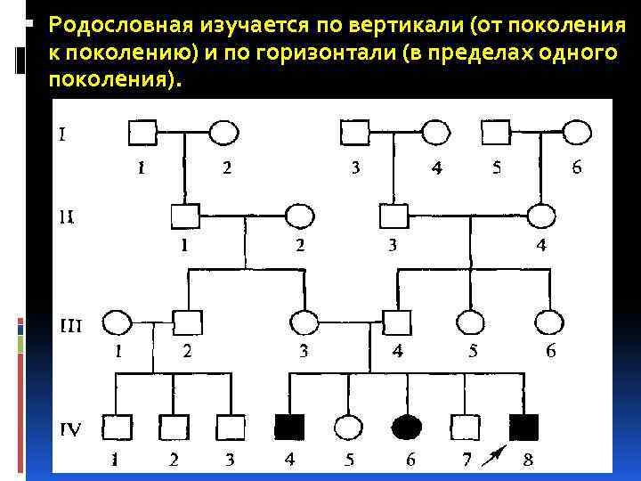  Родословная изучается по вертикали (от поколения к поколению) и по горизонтали (в пределах