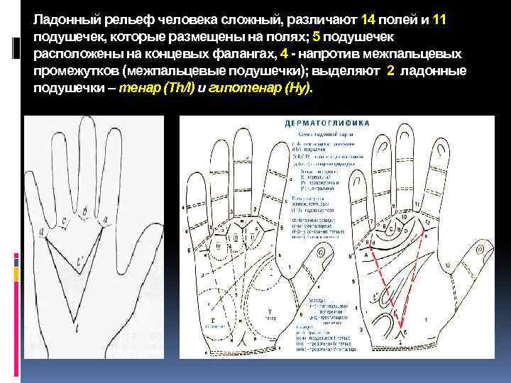 Ладонный рельеф человека сложный, различают 14 полей и 11 подушечек, которые размещены на полях;