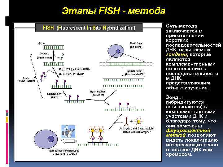 Этапы FISH - метода Суть метода заключается в приготовлении коротких последовательностей ДНК, называемых зондами,