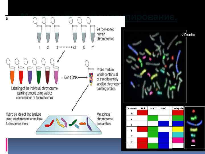 Многоцветное кариотипирование, М-FISH 