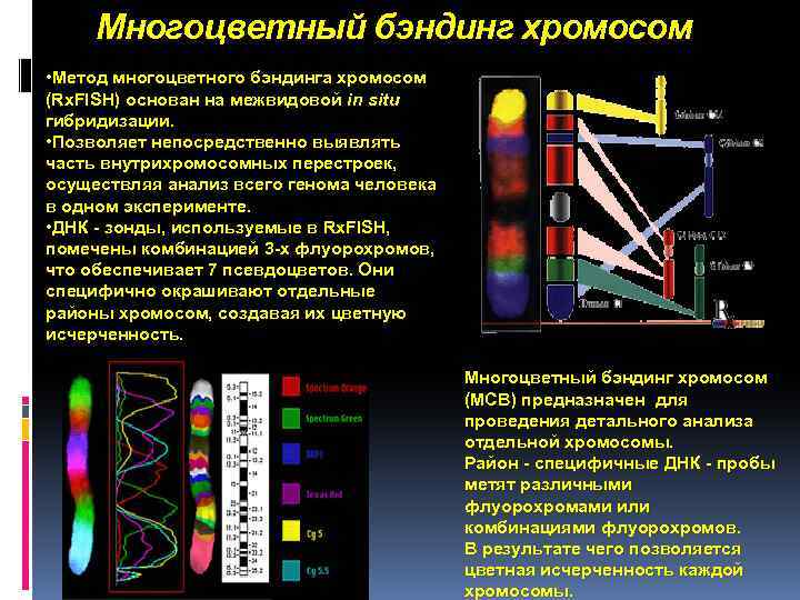 Многоцветный бэндинг хромосом • Метод многоцветного бэндинга хромосом (Rx. FISH) основан на межвидовой in