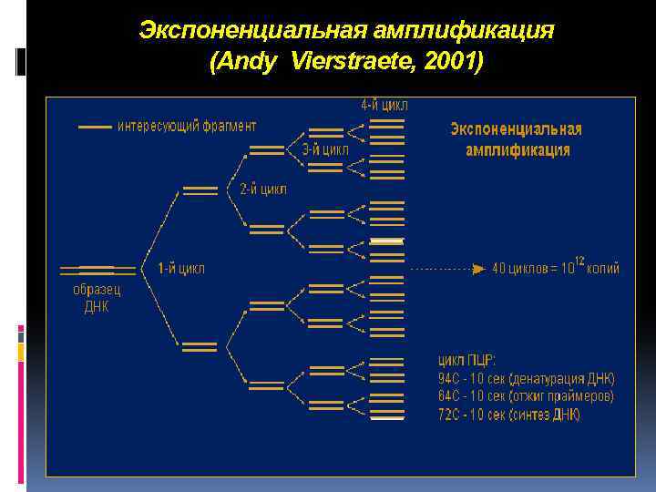 Экспоненциальная амплификация (Andy Vierstraete, 2001) 