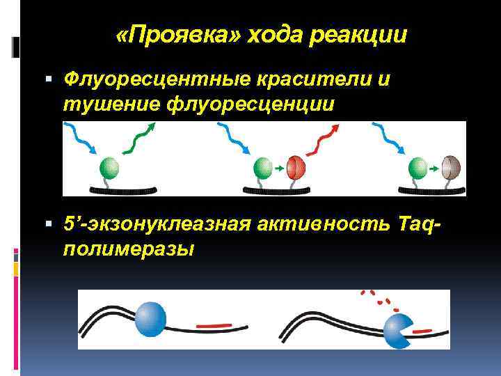  «Проявка» хода реакции Флуоресцентные красители и тушение флуоресценции 5’-экзонуклеазная активность Taqполимеразы 