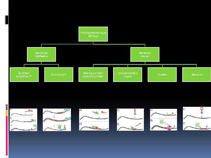 Гибридизационные методы Меченые праймеры Sunrise= Amplifluor™ Меченые зонды Scorpions™ kissing probes= adjacent probes Complementary