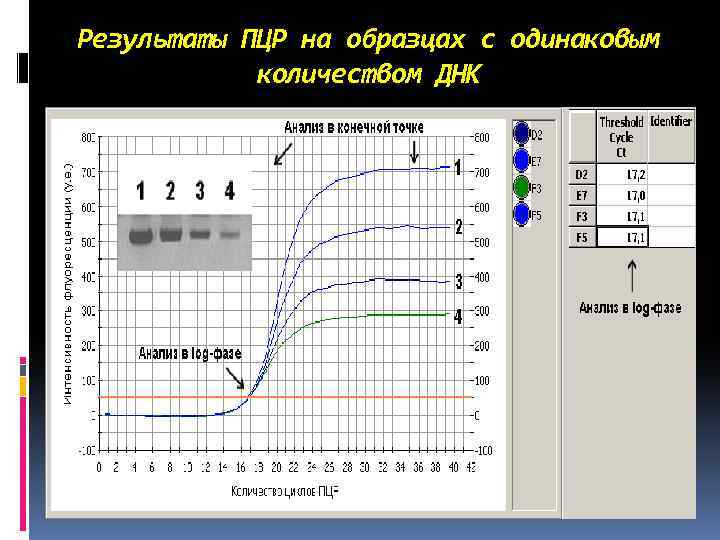 Результаты ПЦР на образцах с одинаковым количеством ДНК 