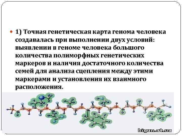  1) Точная генетическая карта генома человека создавалась при выполнении двух условий: выявлении в