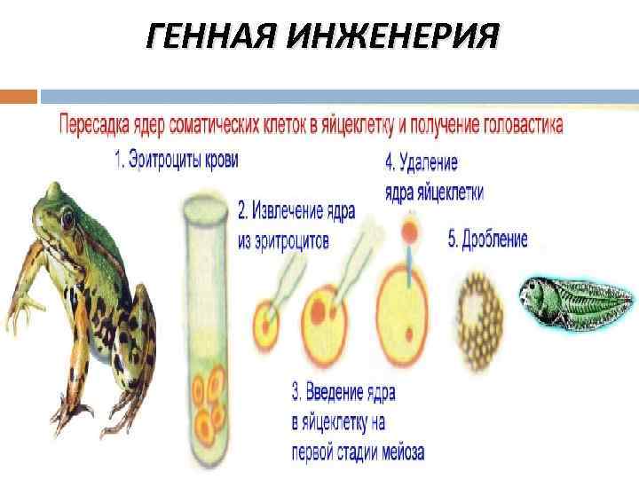 ГЕННАЯ ИНЖЕНЕРИЯ 