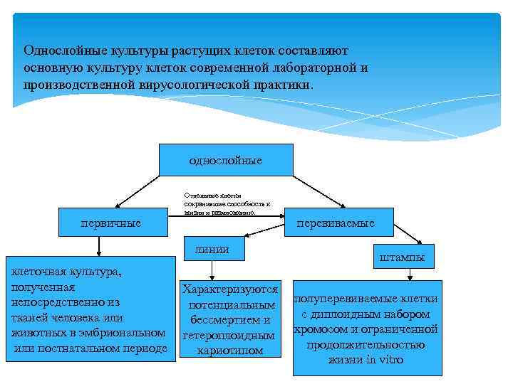 Однослойные культуры растущих клеток составляют основную культуру клеток современной лабораторной и производственной вирусологической практики.