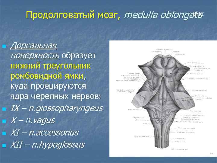 ЦНС Продолговатый мозг, medulla oblongata n Дорсальная поверхность образует нижний треугольник ромбовидной ямки, куда