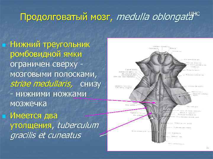 Продолговатый мозг, medulla oblongata ЦНС n n Нижний треугольник ромбовидной ямки ограничен сверху мозговыми