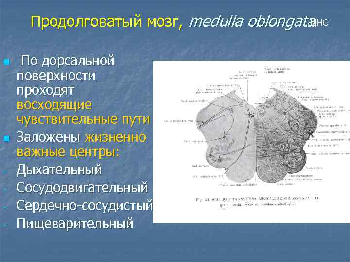 ЦНС Продолговатый мозг, medulla oblongata n n - По дорсальной поверхности проходят восходящие чувствительные