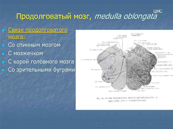 ЦНС Продолговатый мозг, medulla oblongata n n n Связи продолговатого мозга: Со спинным мозгом