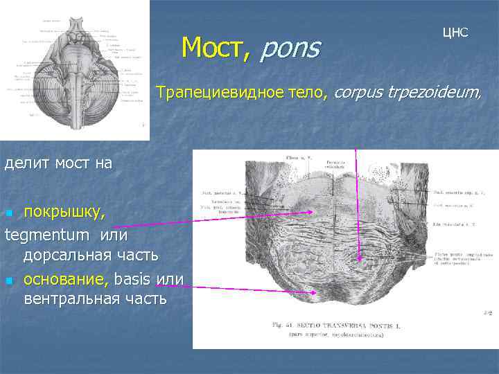 Мост, pons ЦНС Трапециевидное тело, сorpus trpezoideum, делит мост на покрышку, tegmentum или дорсальная