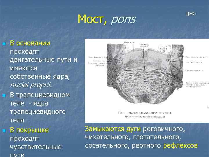 Мост, pons n ЦНС В основании проходят двигательные пути и имеются собственные ядра, nuclei