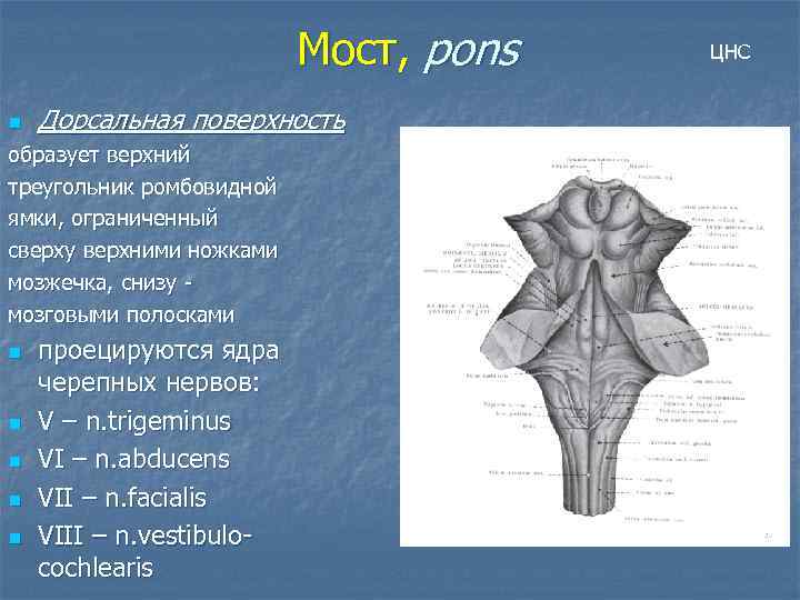 Мост, pons n Дорсальная поверхность образует верхний треугольник ромбовидной ямки, ограниченный сверху верхними ножками