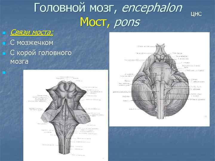 Головной мозг, encephalon Мост, pons n n Связи моста: С мозжечком С корой головного