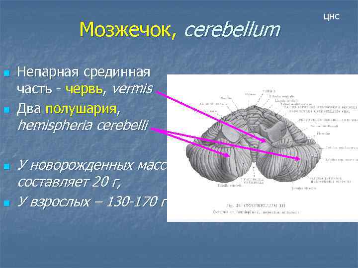 Мозжечок, cerebellum n n Непарная срединная часть - червь, vermis Два полушария, hemispheria cerebelli