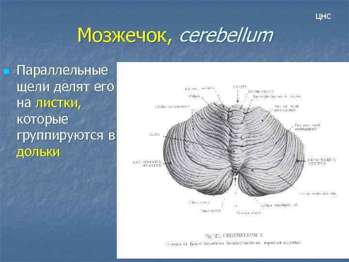 цнс Мозжечок, cerebellum n Параллельные щели делят его на листки, которые группируются в дольки