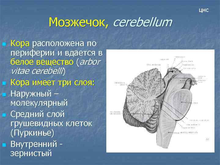 цнс Мозжечок, cerebellum n n n Кора расположена по периферии и вдается в белое
