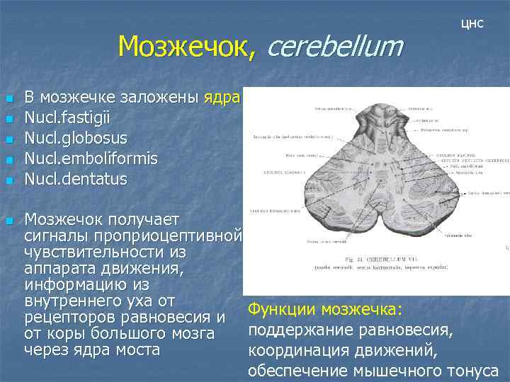 Мозжечок, cerebellum n n n цнс В мозжечке заложены ядра: Nucl. fastigii Nucl. globosus