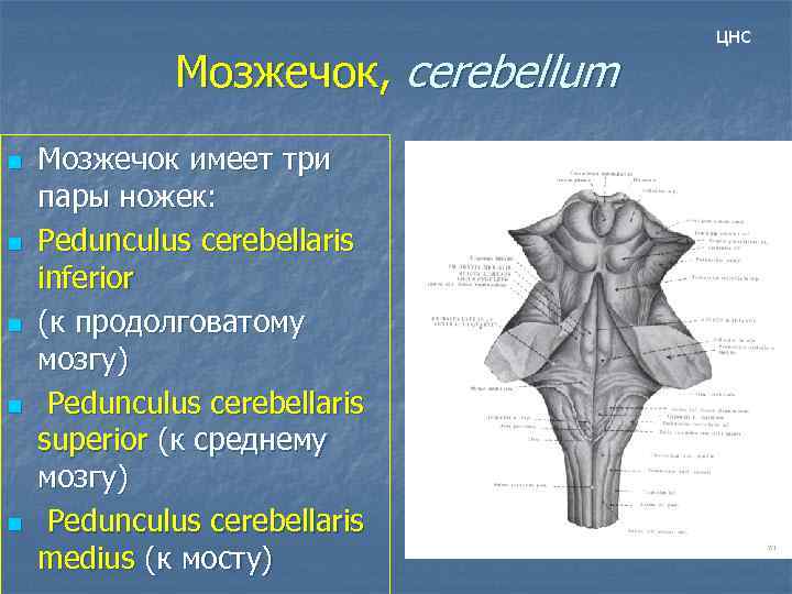 Мозжечок, cerebellum n n n Мозжечок имеет три пары ножек: Pedunculus cerebellaris inferior (к