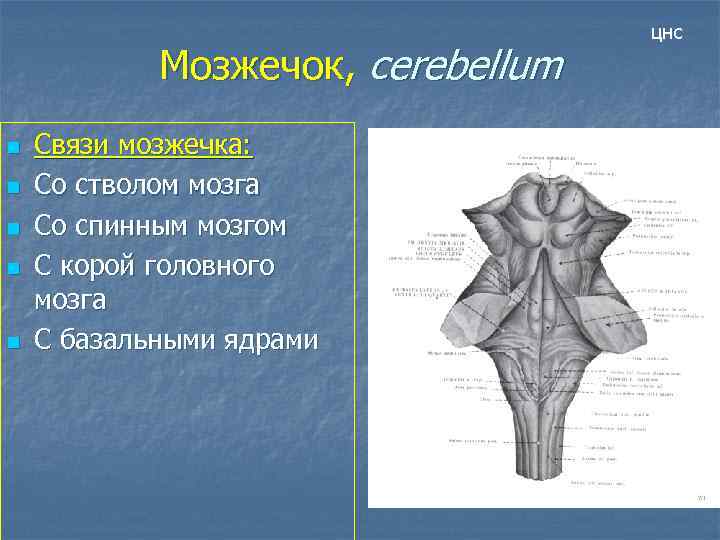 Мозжечок, cerebellum n n n Связи мозжечка: Со стволом мозга Со спинным мозгом С